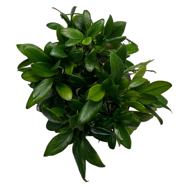 AnimalstoreXL Anubias barteri var. nana Pangolino in vitro