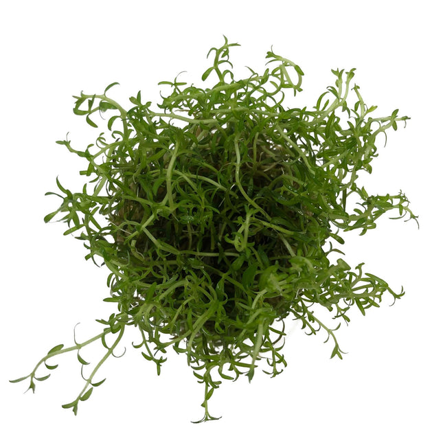 AnimalstoreXL Ludwigia arcuata in-vitro