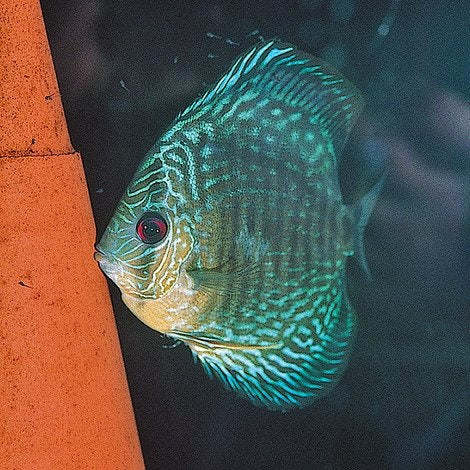 AnimalstoreXL ei afzetkegel DisCon