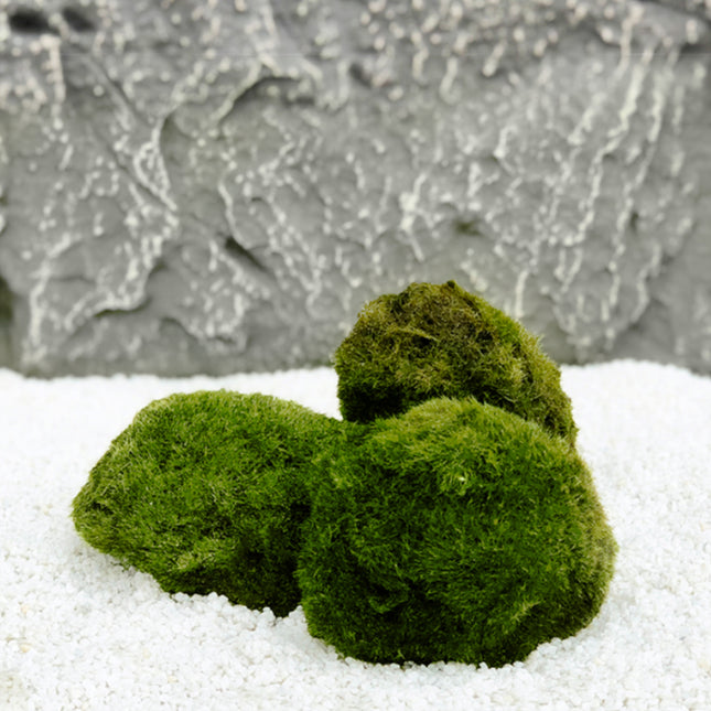 AnimalstoreXL Mosbol Chladoflora XL 4-7cm 10x