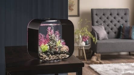 AnimalstoreXL Life 30 MCR Clear