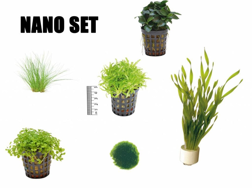 AnimalstoreXL Plantenpakket Nano