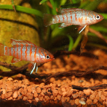 AnimalstoreXL Pronovo Cichlid Grano S 250ml Click