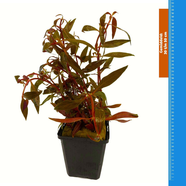 AnimalstoreXL Plantenpakket Rood