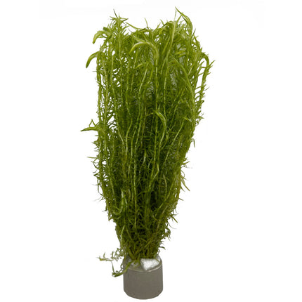 AnimalstoreXL Koud Water Plantenpakket