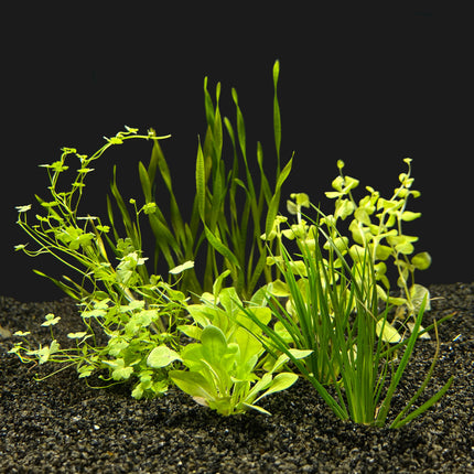 AnimalstoreXL Energie besparen plantenpakket aquarium