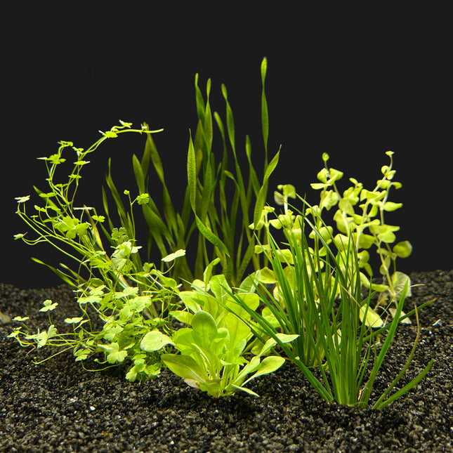 AnimalstoreXL Energie besparen plantenpakket aquarium