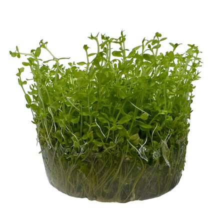 AnimalstoreXL Micranthemum glomeratum in-vitro