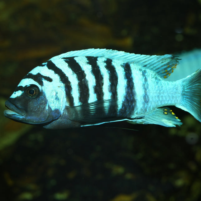 AnimalstoreXL Pronovo Malawi Grano M 1000ml