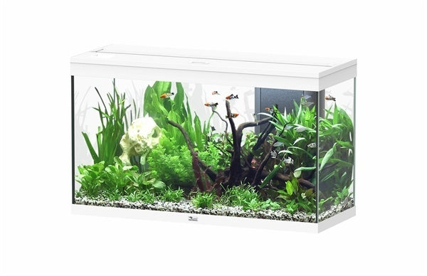 AnimalstoreXL Splendid 100 aquarium