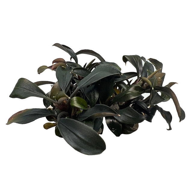 AnimalstoreXL Bucephalandra Brownie Ghost in vitro