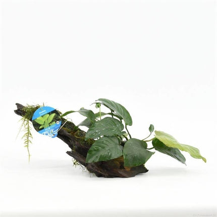 AnimalstoreXL Driftwood M met anubias