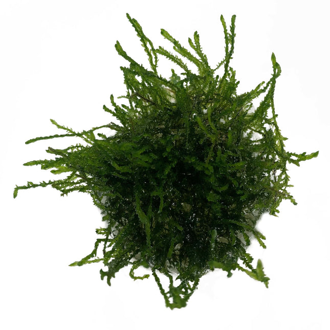 AnimalstoreXL Vesicularia Ferriei Weeping in vitro bakje