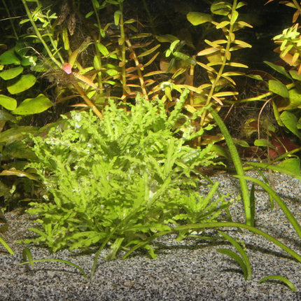 AnimalstoreXL Sansibar Grey 10kg