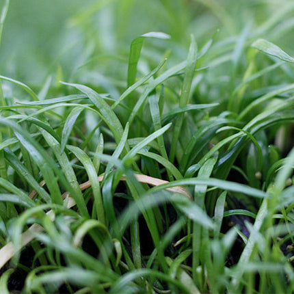 AnimalstoreXL Lilaeopsis caroliniensis op matje