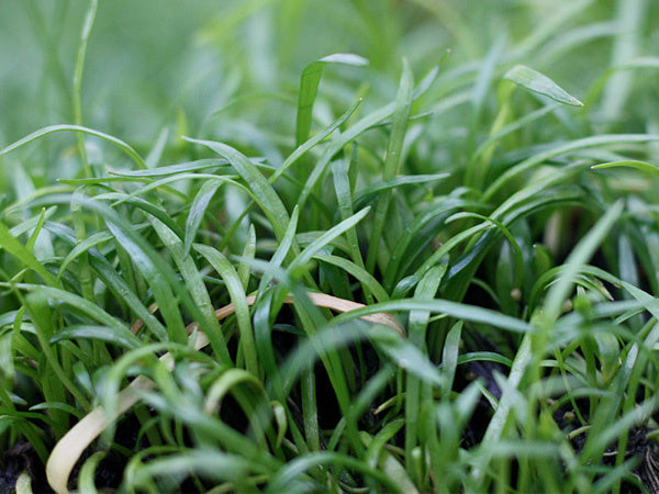 AnimalstoreXL Lilaeopsis caroliniensis op matje