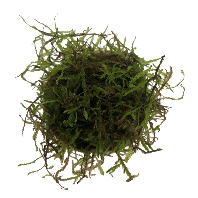 AnimalstoreXL Vesicularia Dubyana mos in bakje