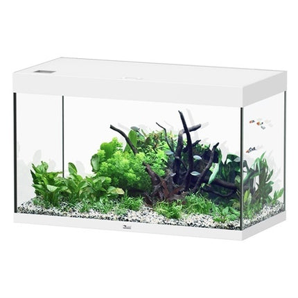 AnimalstoreXL Sublime 100x50 aquarium