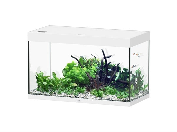 AnimalstoreXL Sublime 100x50 aquarium