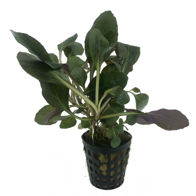 AnimalstoreXL Plantenpakket Medium 1