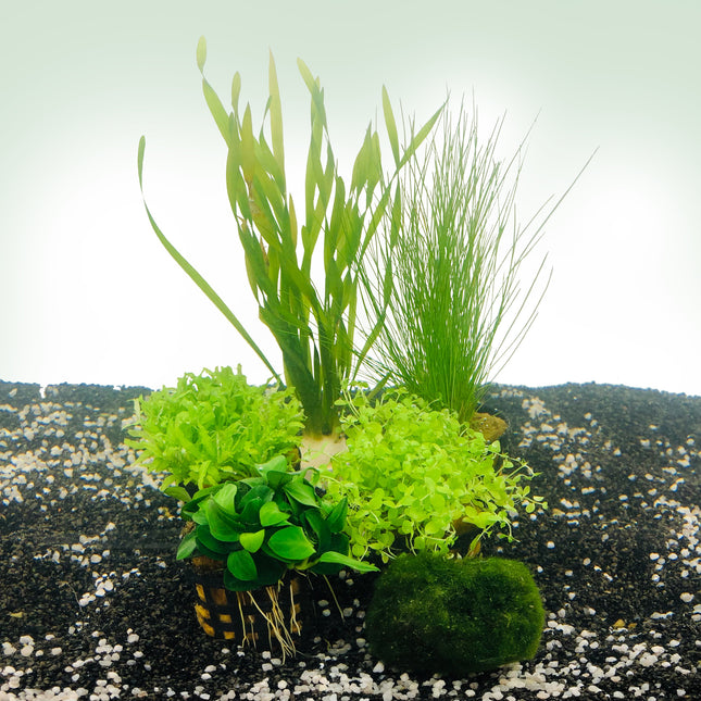 AnimalstoreXL Plantenpakket Nano