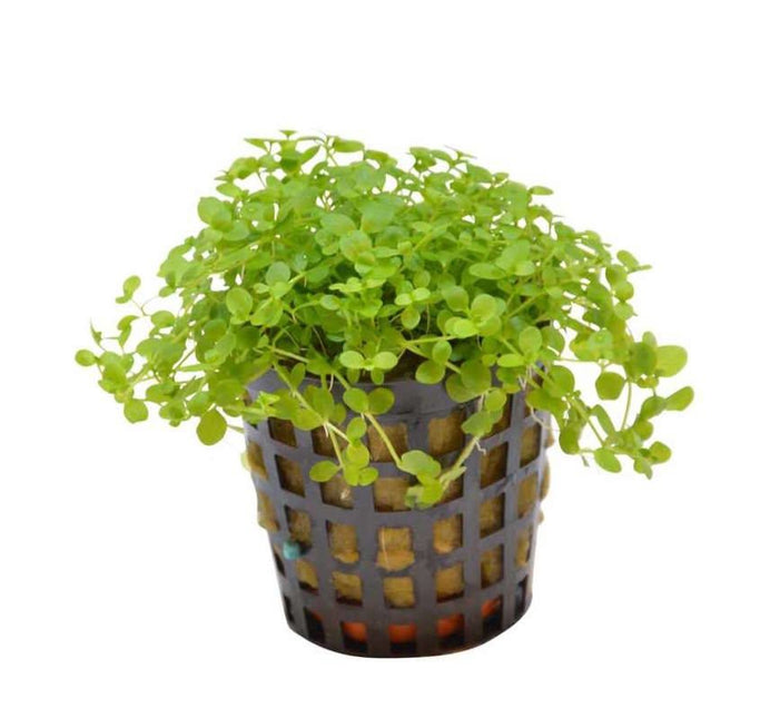 AnimalstoreXL Micranthemum Monte Carlo Pot