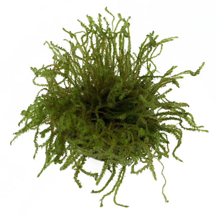 AnimalstoreXL Vesicularia sp. Creeping Moss in vitro bakje