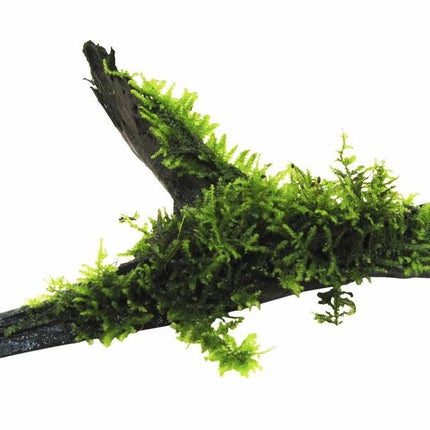 AnimalstoreXL Driftwood M vesicularia dubyana