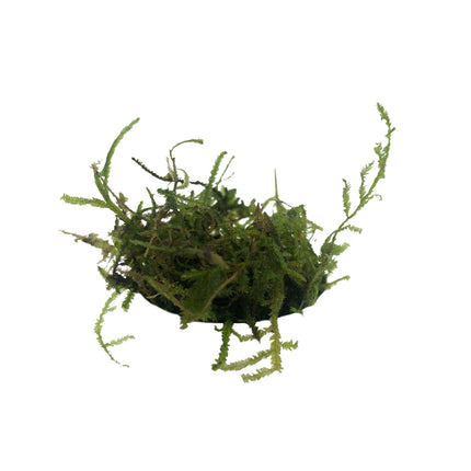 AnimalstoreXL Christmas Moss in bakje