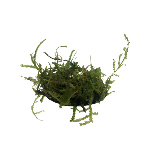 AnimalstoreXL Christmas Moss in bakje