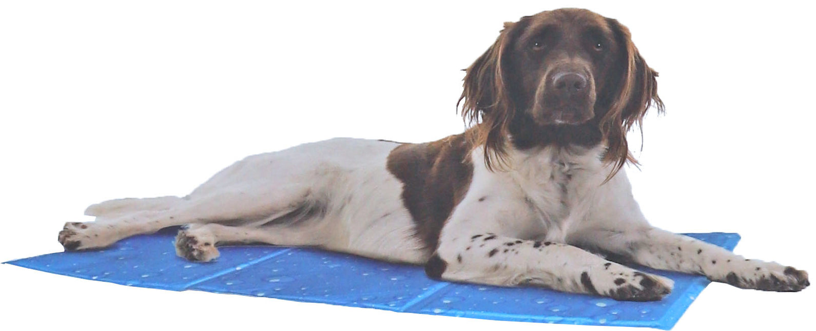 AnimalstoreXL Kowloon - Cool Mat Bubble