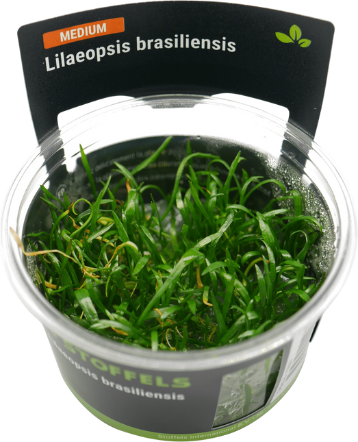 AnimalstoreXL Lilaeopsis brasiliensis in-vitro