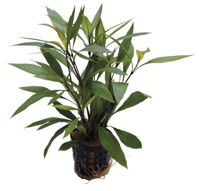 AnimalstoreXL Hygrophila Corymbosa Thailand