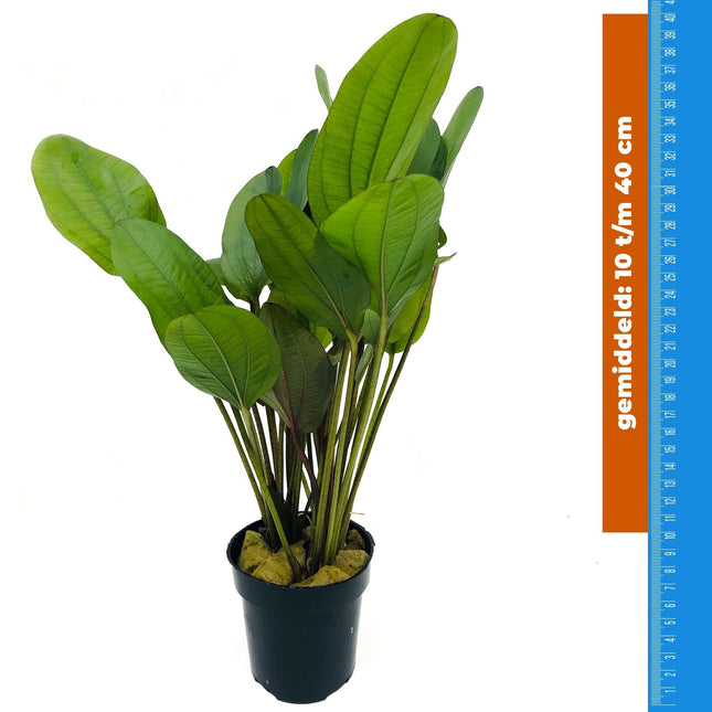 AnimalstoreXL Echinodorus Reni - Extra Groot