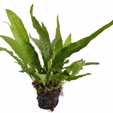 AnimalstoreXL Plantenpakket Small 1