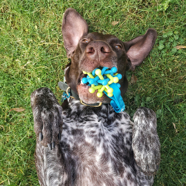 AnimalstoreXL Kauwspeeltje Zane 20cm Blauw/Roze