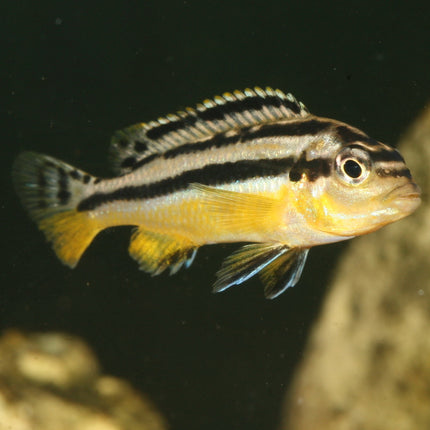 AnimalstoreXL Pronovo Malawi Grano M 250ml Click