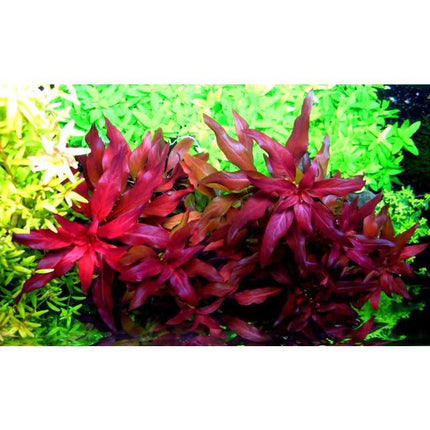 AnimalstoreXL Ludwigia glandulosa