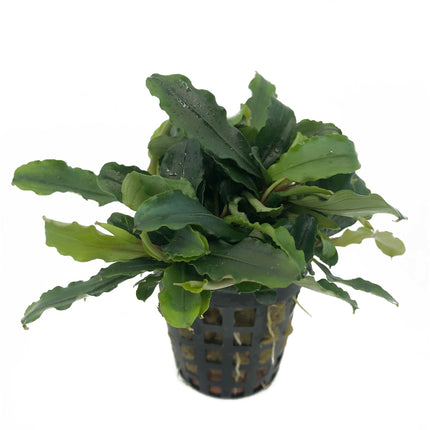AnimalstoreXL Bucephalandra Theia groen