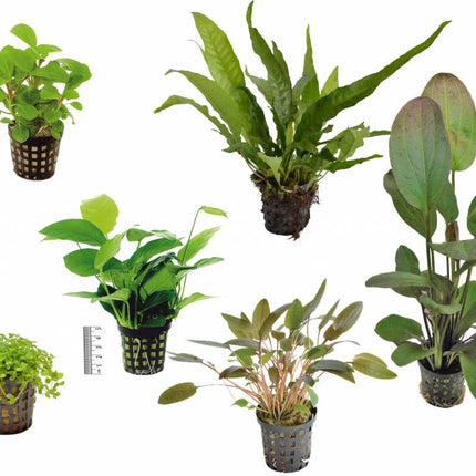 AnimalstoreXL Plantenpakket Small 1