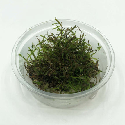 AnimalstoreXL Vesicularia dubyana in bakje