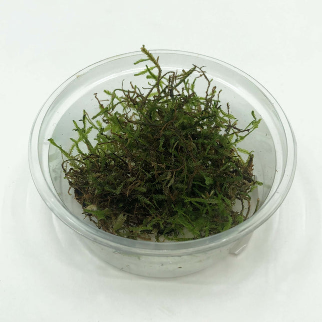 AnimalstoreXL Vesicularia dubyana in bakje