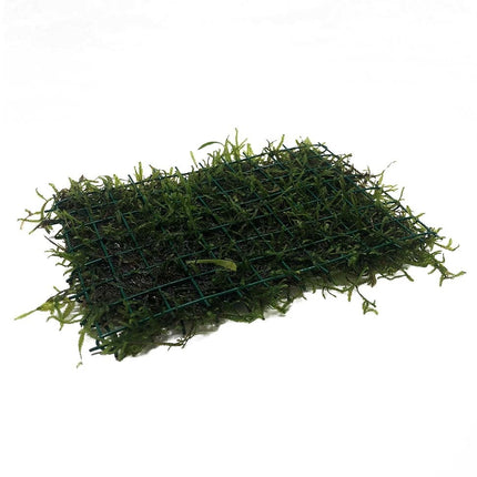 AnimalstoreXL Javamos op matje