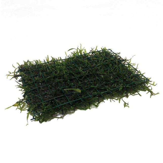 AnimalstoreXL Javamos op matje