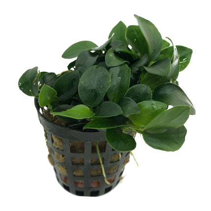 AnimalstoreXL Anubias Nana Bonzai