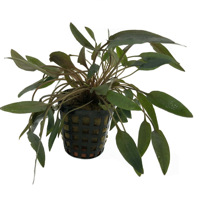 AnimalstoreXL Cryptocoryne Wendtii bruin