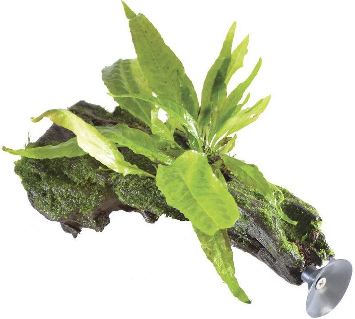 AnimalstoreXL Microsorium Pteropus op zweefhout