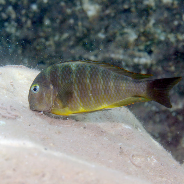 AnimalstoreXL Pronovo Malawi Grano M 1000ml