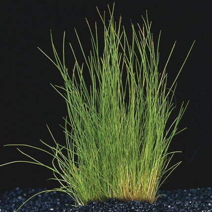 AnimalstoreXL Eleocharis Acicularis Naaldgras
