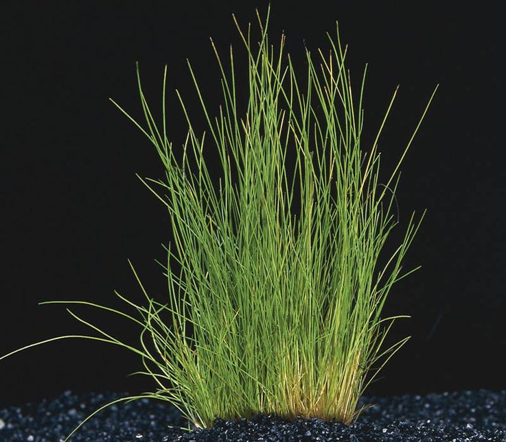 AnimalstoreXL Eleocharis Acicularis Naaldgras